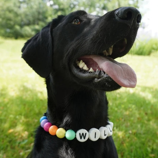 Handmade Friendship Bracelet & Collar 🐾